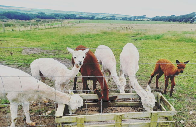 Secluded Converted Horsebox Retreat in Welcombe - Photo 20