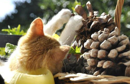 Heracles Guesthouse - Photo 41