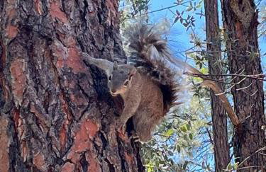 Mountain Cabin Retreat in the Pines - Foto 42