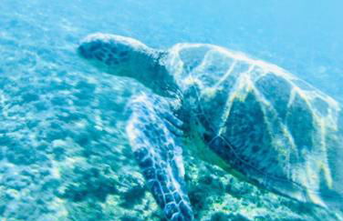 Aloha Beach Retreat, Ocean Front With AC - Foto 35