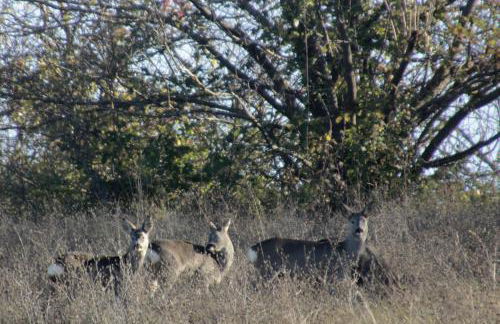 Fattoria Belvedere - Foto 29