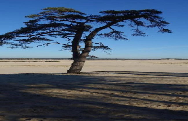 Lodge in Duinhoeve Near Dunes & Playground - Photo 30