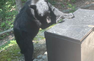 Bears Among Us - Foto 37