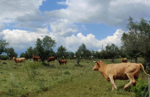 Herdade da Ordem - Foto 13
