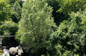 Il Mulino di Hotel Villa Aurora - Foto 61