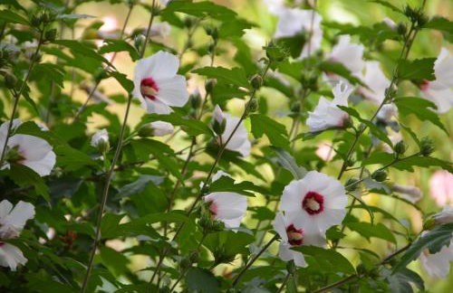 SWIM and CLIMB BAŠKA HOLIDAY HOUSE - island KRK - Foto 62