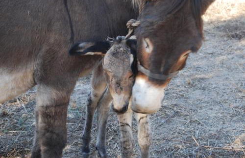 Tapada da Rabela - Reserva Natural - Foto 39