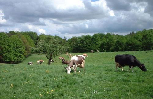 Holiday Home Hirtenkate Apartment 2 - Foto 43