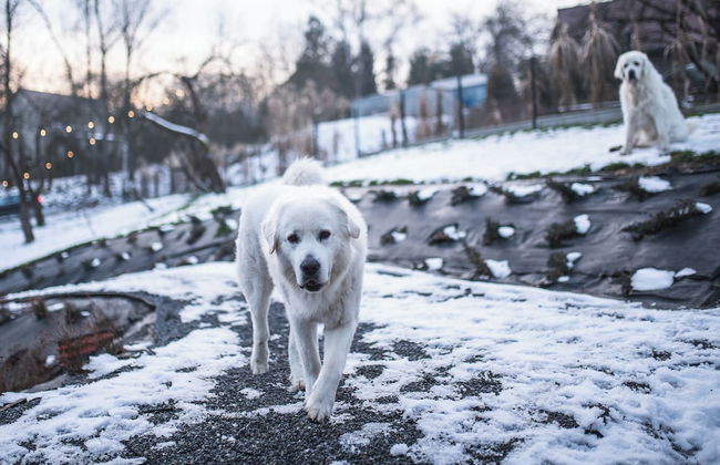 Stare Sady Kopytówka - Photo 49