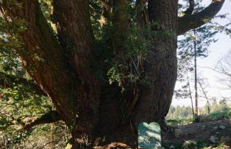 Apartment w hot tub forest & ocean view - Foto 24