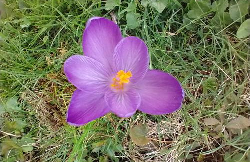 Fewo Allgäufreund - Foto 15