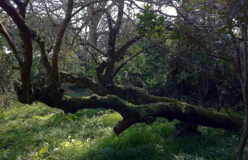 Quinta do Espírito Santo - Photo 37
