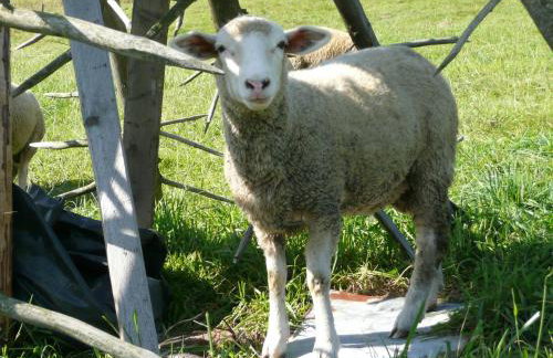 Domki na Polach Piwniczna-Zdrój - Foto 52