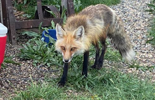 Red-tail Roundhouse at 22 West Cabins and Recreation - Foto 14