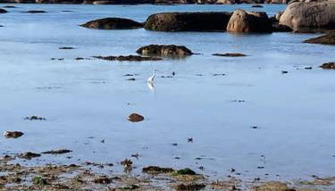 La Bernique blanche de Perros vue mer 4 personnes - Foto 4