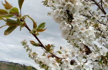 Casa Cabeço do Barragão - Photo 46