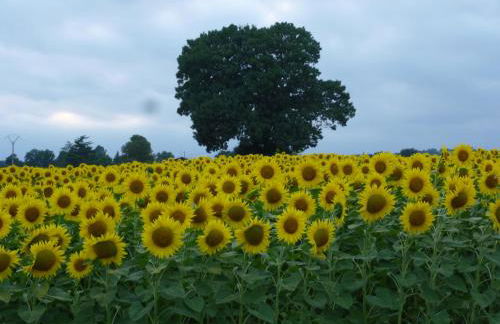 Tour Rouge Gites - Foto 21