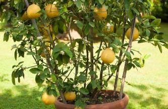 Villa Celeste - Foto 37