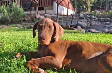 Chalé dos Campos - Foto 26