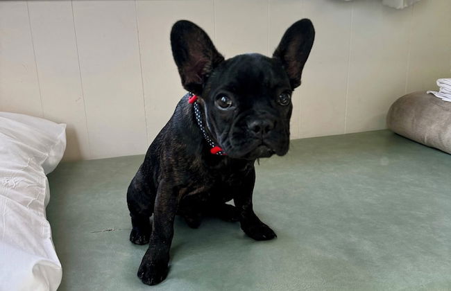 Kipara Tropical Rainforest Retreat - Photo 16