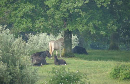 Castello Di Giomici - Foto 56