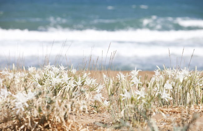 Phaedra Hotel - Foto 74