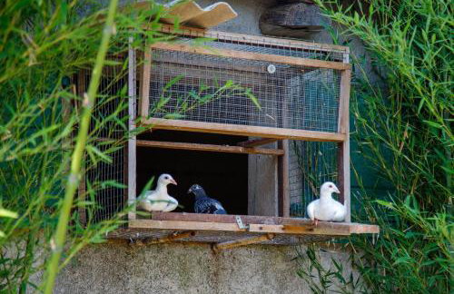 Little App - magical surrounding - Foto 7