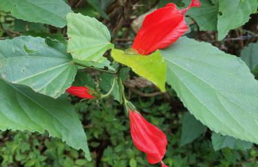 Casa Canto Verde - Foto 58