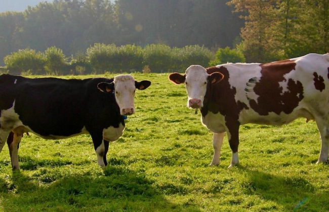 Group Stay With Pool, Chevron - Photo 36