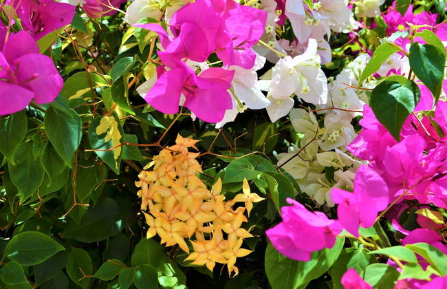 Jan Kok Lodges - Foto 57