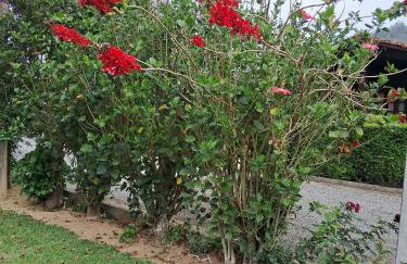 Paz na Serra Teresopolis Pet Friendly - Foto 25