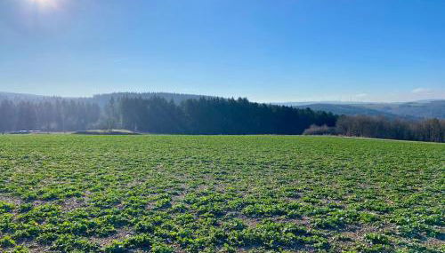 Familienwohnung im Hochwald Nähe Trier und Mosel ruhig und naturnah - Foto 4