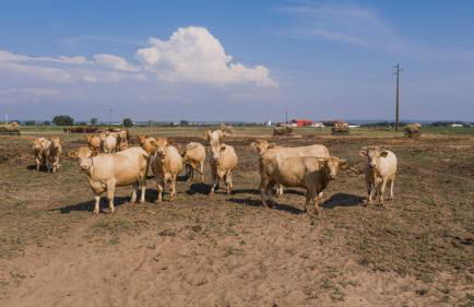 Quinta da Gafaria - Foto 9