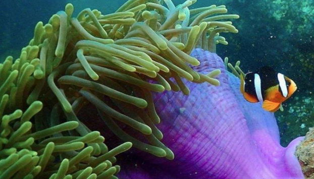 Descubriendo el fondo marino de Nilaveli