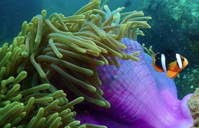 Bautismo de buceo en Nilaveli - Foto 5