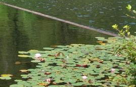 Ferienhaus am Rosengärtle - Black Forest - Forêt Noire - Foto 34