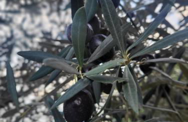 Villa Tilly - Foto 28