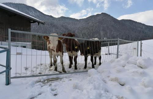 Matheishof inkl. Chiemgaukarte - Foto 20