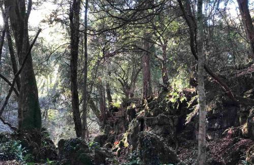 Hilly Haven & Luxury Wagon in the Forest of Dean - Foto 27