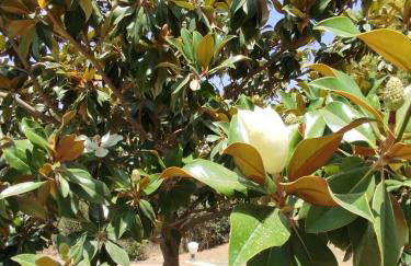 Golden View Apartment 2 - Foto 15