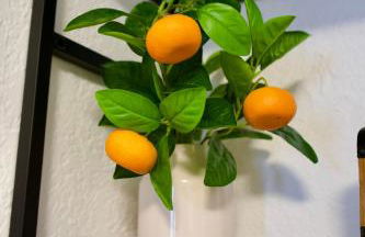 Brisas del Atlantico Resort - Foto 12