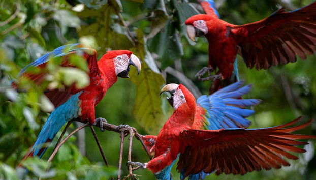 Tambopata Photography 8 Day Trip - Foto 2