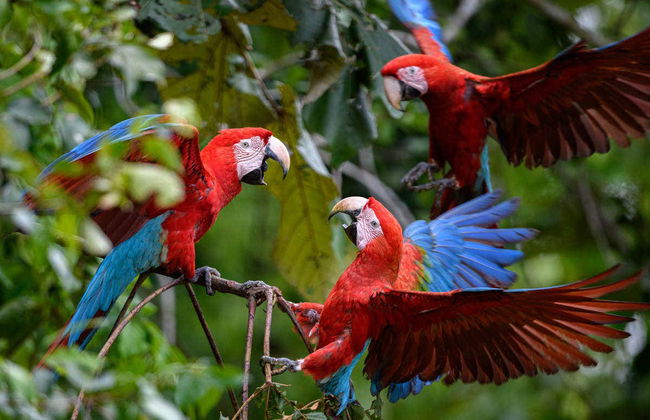 Tambopata Parrot Clay Lick Tour: 6 Days - Photo 1