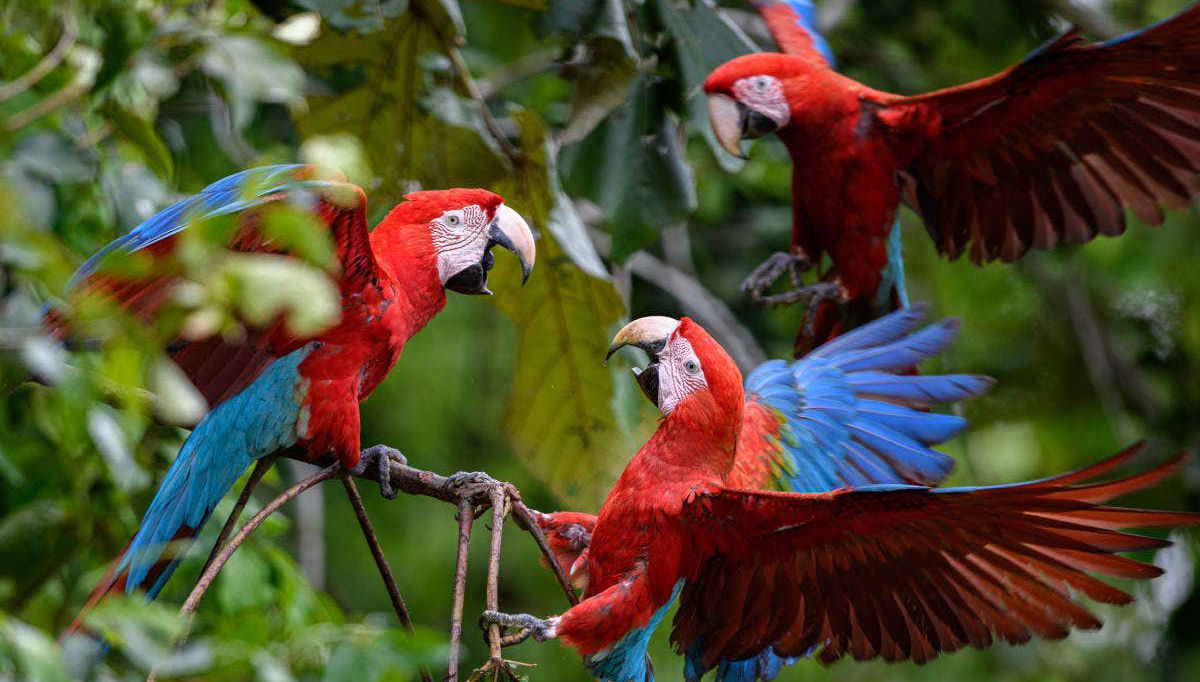 Papagaios da selva de Tambopata
