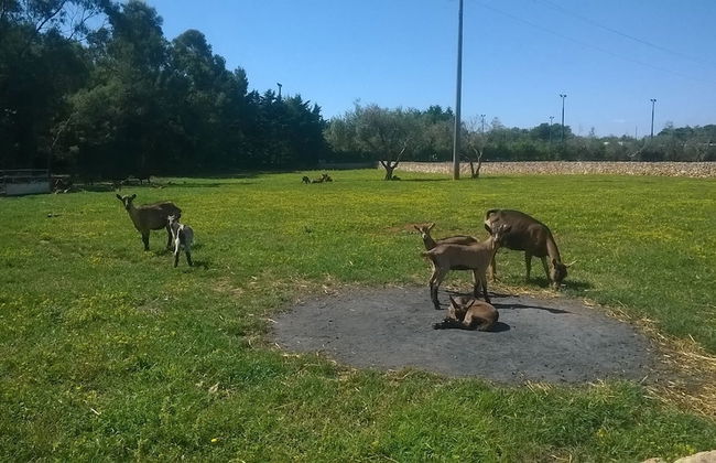 Il Venticello Agriturismo - Foto 13