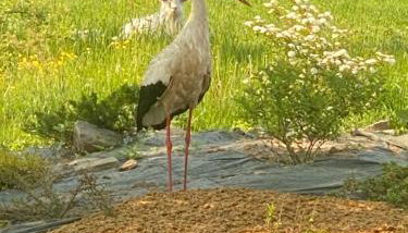 Rancho „Czajone na pigwowcu” - Foto 4