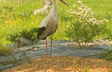 Rancho „Czajone na pigwowcu” - Foto 4