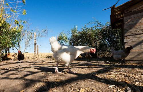 Les Sarments du Beaujolais, campagne proche Lyon - Foto 20