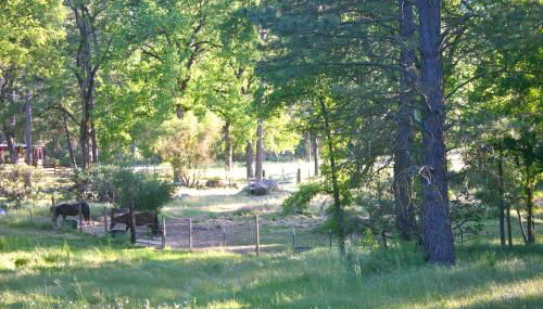 Little Red Caboose - Foto 5, Garden view