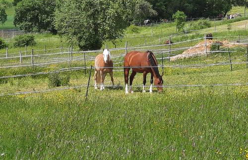 FeWo Zieger - Urlaub in Franken - Foto 75